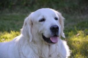 assurance chien golden retriever