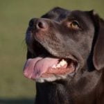 assurance chien labrador