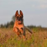 assurance chien malinois