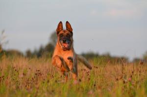 assurance chien malinois