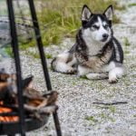 Un barbecue est dangereux pour le chien