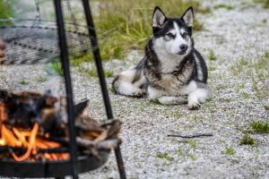 Un barbecue est dangereux pour le chien