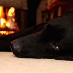 Un chien proche d'une cheminée peut se brûler
