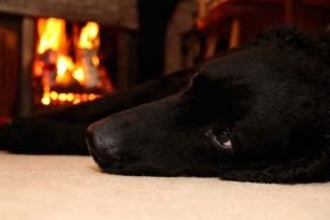 Un chien proche d'une cheminée peut se brûler