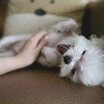 les gargouillis chez le chien