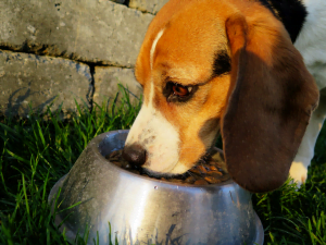 Mon Chien A Le Ventre Qui Gargouille Toutoupourlechien Com