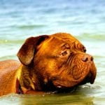 attention aux chiens qui se baignent dans les eaux du bassin de la Loire