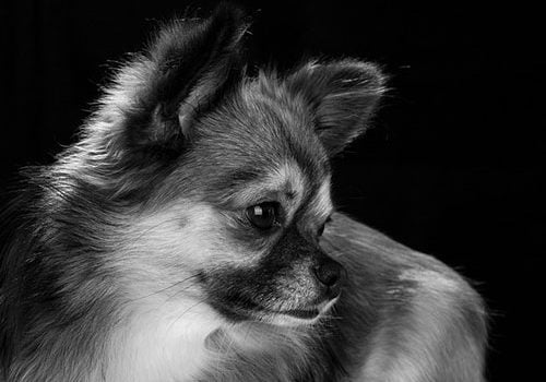 chihuahua beaute