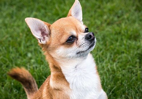 dressage du chihuahua