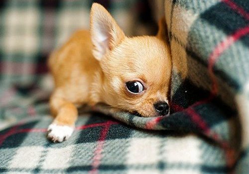 chihuahua avec enfant