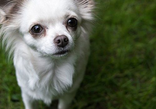 histoire du chihuahua