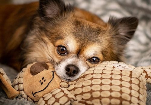 jouet pour chihuahua