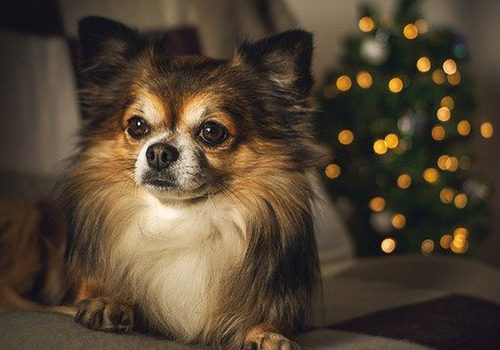 chihuahua à poil long