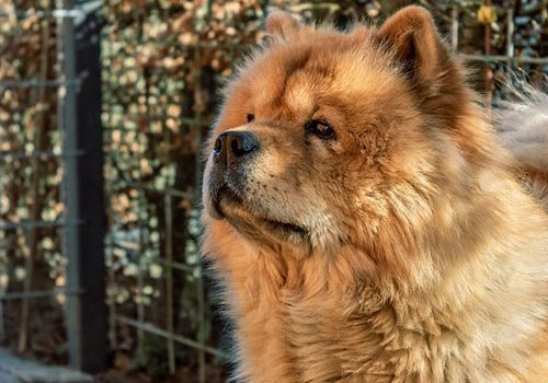 Chow Chow Education Caractere Sante Prix Budget Toutoupourlechien