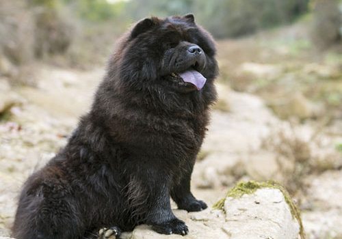 Chow Chow Education Caractere Sante Prix Budget Toutoupourlechien