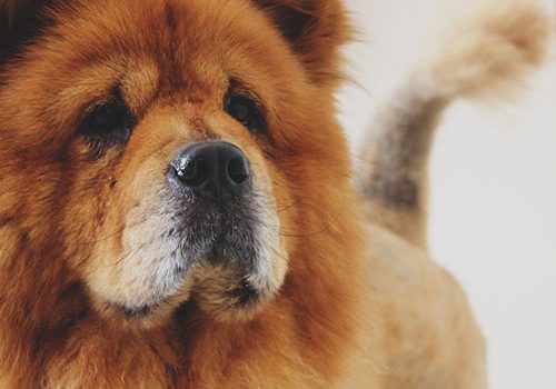 Chow Chow Education Caractere Sante Prix Budget Toutoupourlechien