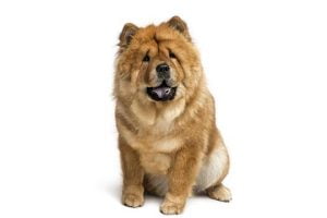 race chow-chow