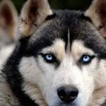 Les huskies victimes de Game of Thrones