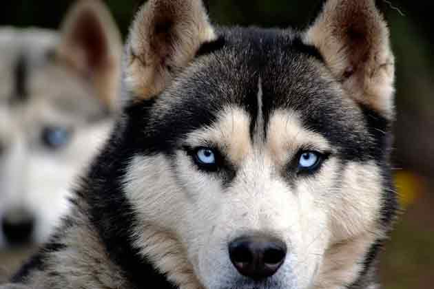 Les huskies victimes de Game of Thrones