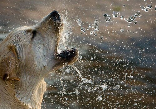 labrador dans l'eau
