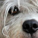 Les yeux d'un chien peuvent couler pour diverses raisons