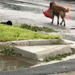 Otis et son paquet de croquettes dans la gueule