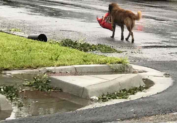 Otis et son paquet de croquettes dans la gueule
