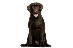 Race labrador retriever