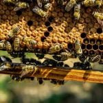 image d'illustration Pixabay