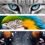 Animaux de compagnie