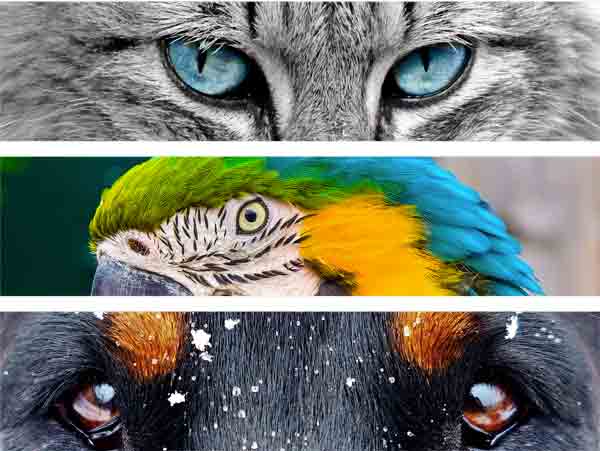 Animaux de compagnie