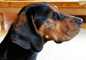 assurance chien de chasse
