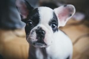 assurance chien sans franchise