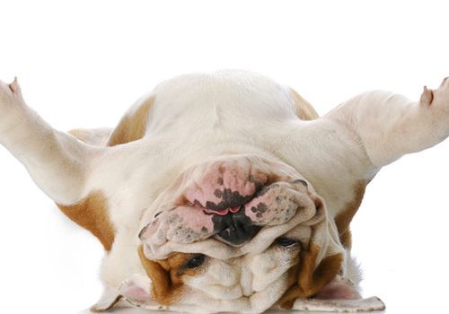 bulldog anglais calme