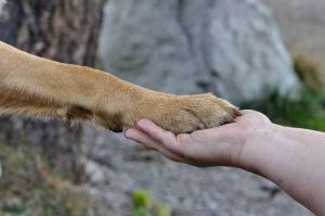chien d'alerte pour l'épilepsie