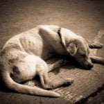 Amaigrissement du chien