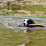 Un chien qui se baigne dans l'Ardèche