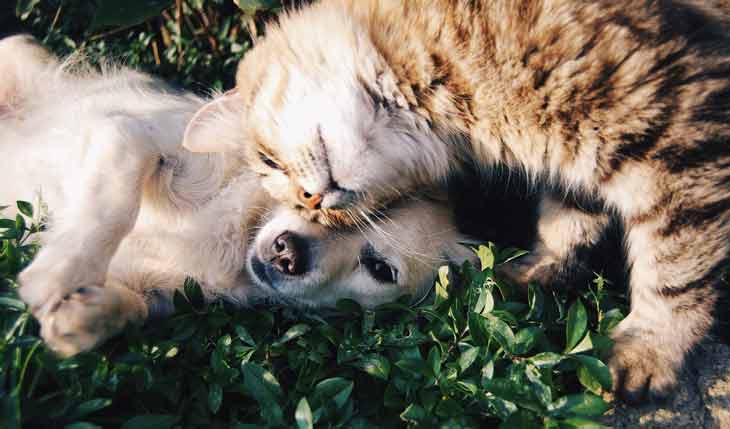 chien et chat