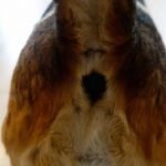 les glandes anales du chien