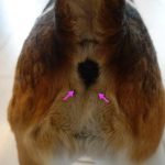 localisation des glandes anales