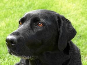 meilleure assurance chien