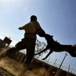 entraînement d'un chien au mordant