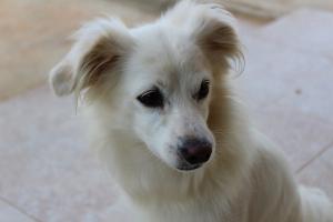 mutuelle chien sans avance de frais