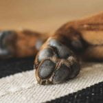 pattes de chien