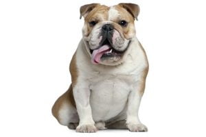 race bouledogue anglais