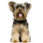 race de chien yorshire