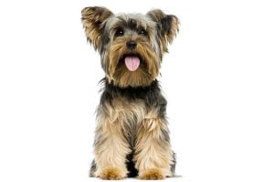 race de chien yorshire