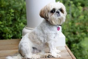race du shih tzu