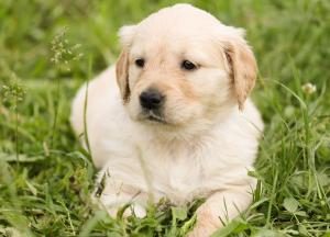 soucrire une assurance pour son chien