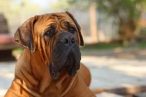 tarif d'une assurance chien